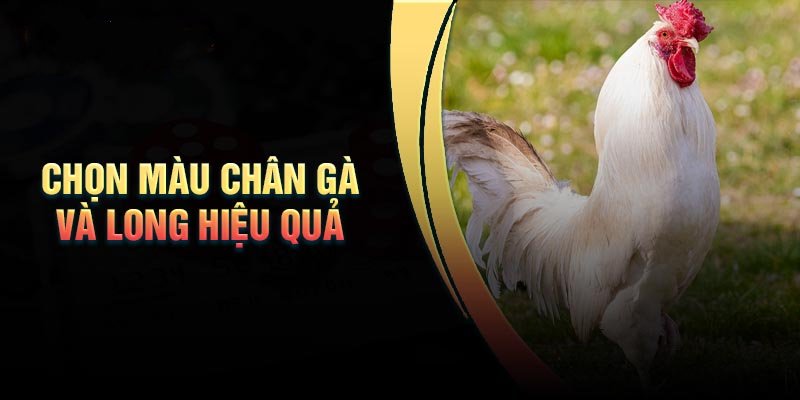 chon-mau-chan-ga-va-long-hieu-qua-nhat